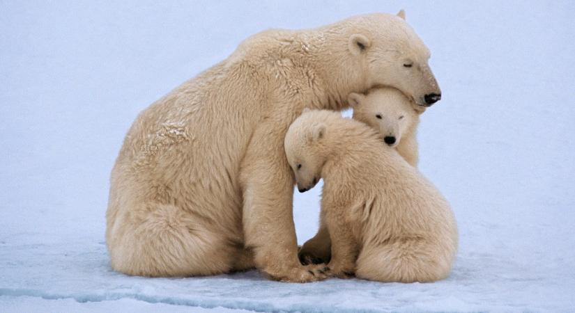 A jegesmedvék is fogadnak örökbe – videó