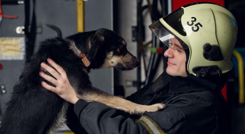 Aknából mentettek kutyát a tűzoltók