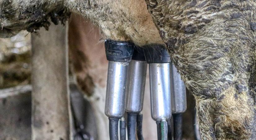 Belga tejgazdaság mutat példát fenntarthatóságból