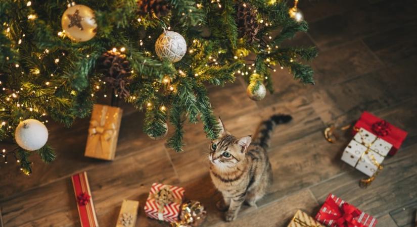 Ezekkel a trükkökkel tartsd távol a cicád a karácsonyfától