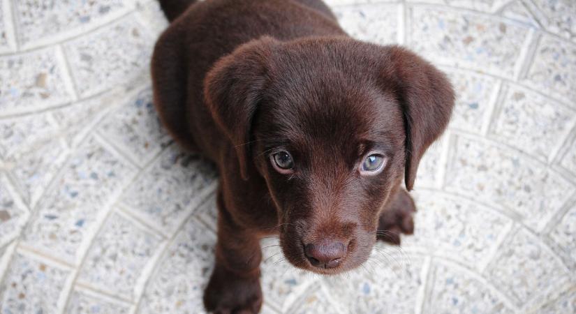 Ne meglepetés legyen, hanem felkészülés – így ajándékozz állatbarátként