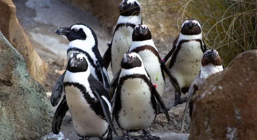 Van nyugdíjasotthon a pingvineknek is – és meglepően otthonos