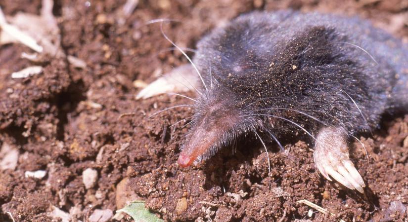 Hát ezért van télen is vakondtúrás a kertben: hátborzongató, mit csinál ilyenkor a vakond