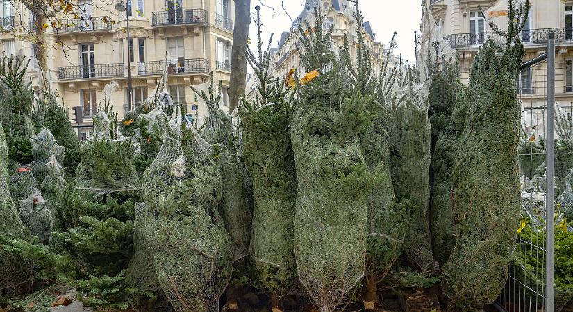 Nordmann-láz: ezért kerül egyre többe a karácsonyfa