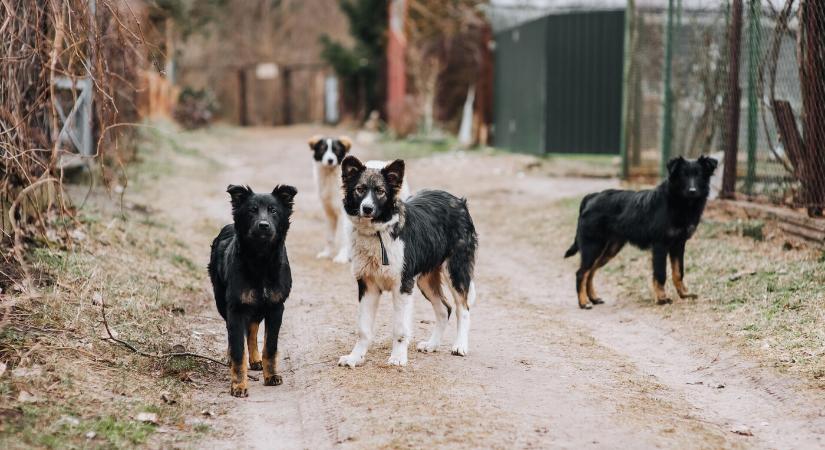 Embertelen körülmények között tartott több tucat kutyát egy idős férfi