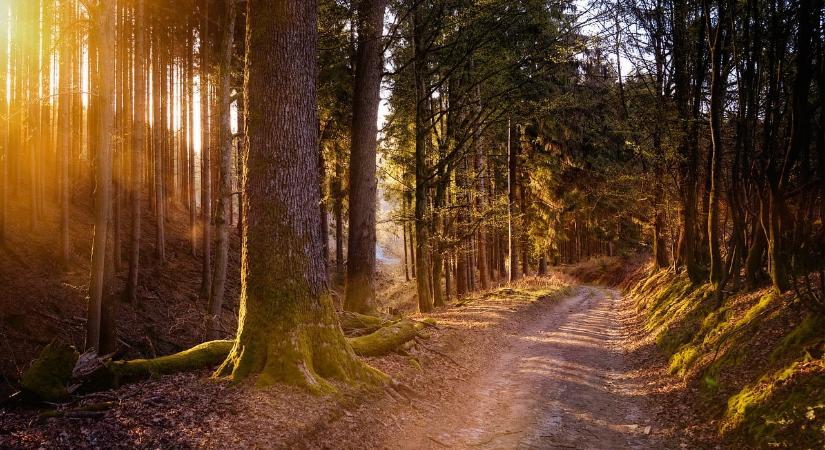 Holttestet talált egy túrázó Tokajnál – ezt közölte a rendőrség