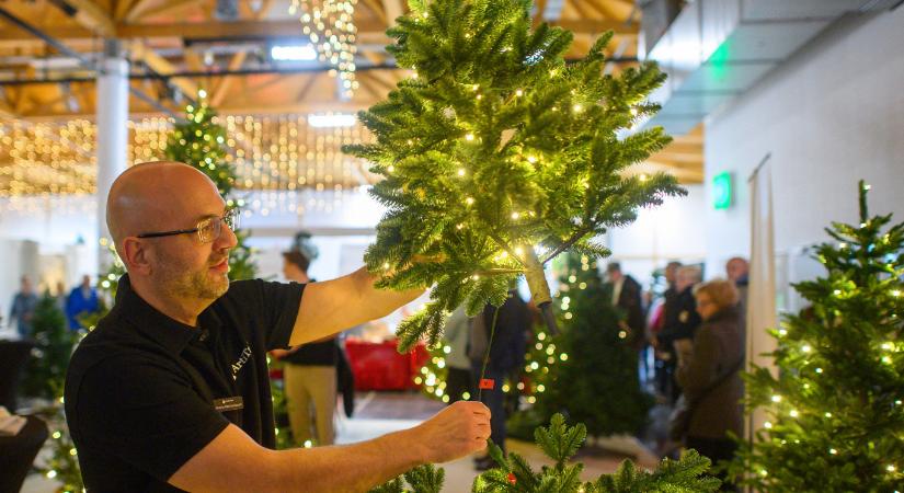 Az élő karácsonyfa továbbra is népszerűbb, mint a műfenyő, de melyik a zöldebb?