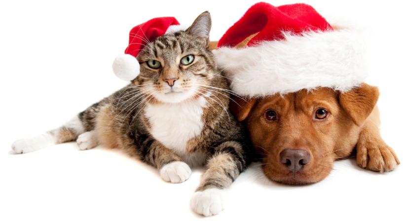 Karácsonykor ezt sok gazdi elrontja: ne add a házikedvencednek, bármennyire is imádja  Fotón a bűnös