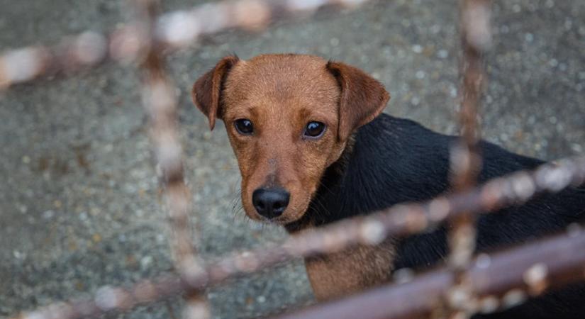 Szilveszteri veszélyek: fokozott figyelemre van szükség a kiskedvencek védelmében