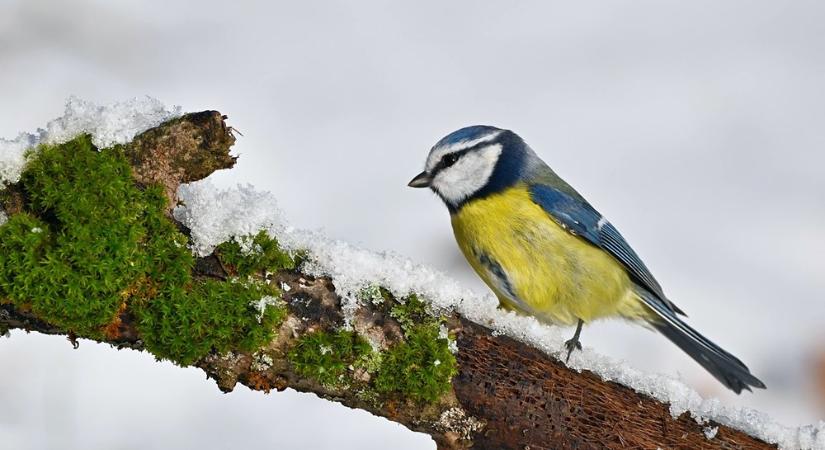 Fagy, iszap és fenék-légzés – így élik túl az állatok a telet