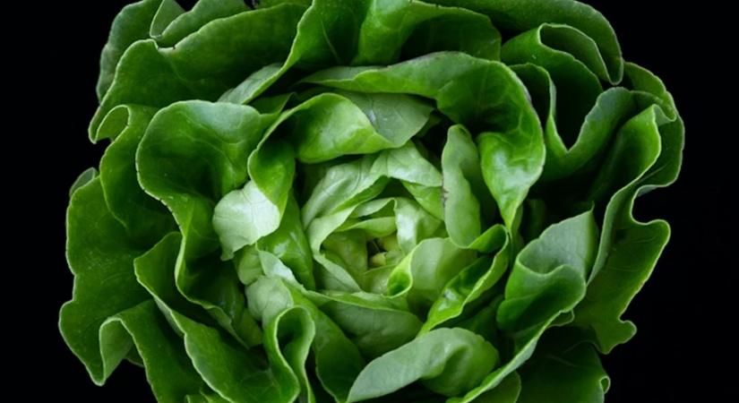Miért romlik meg olyan gyorsan a saláta? – A válasz a levelek láthatatlan világában rejlik