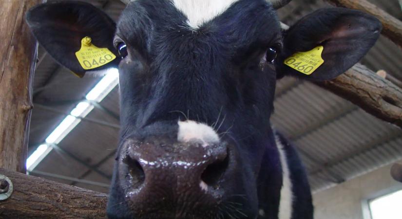 Milliárdos fejlesztések a hazai takarmányiparban: így modernizál a NAGISZ