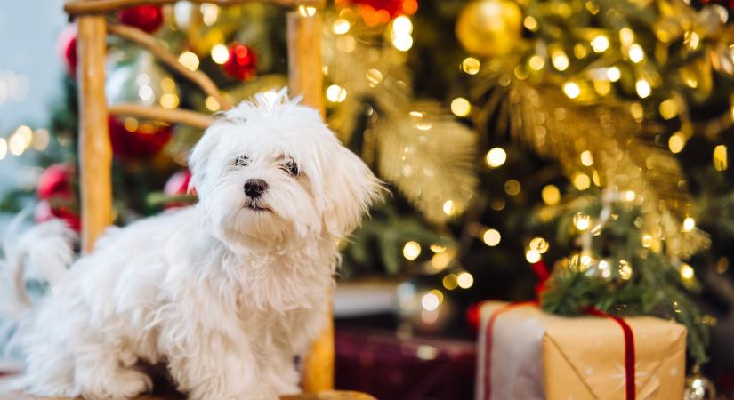 Ovádi Péter: Ne legyen élő állat a karácsonyfa alatt!