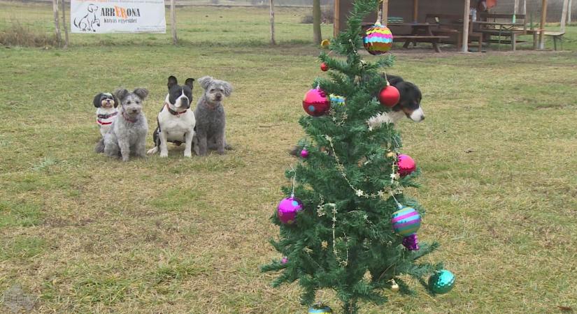 A kutyákat is fel kell készíteni az ünnepre