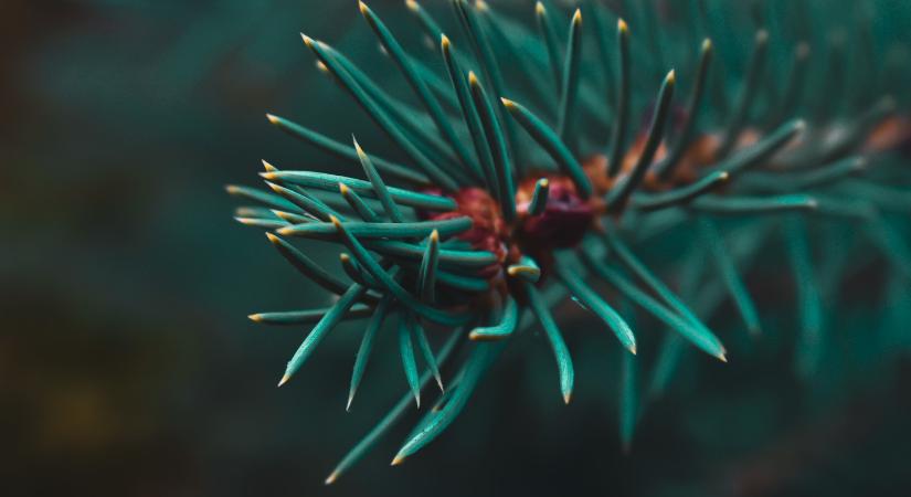 Ezért hullik a fenyő levele már Szenteste után, ezt sokan elrontják