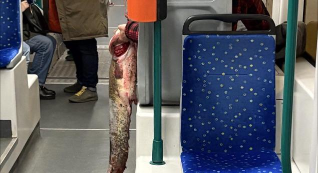 Döglött harcsával a kezében zötykölődött egy utas a budapesti villamoson