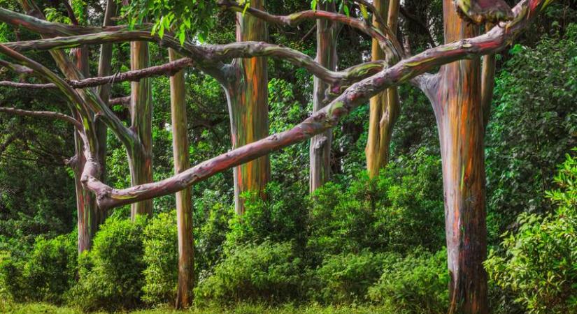 Szivárványszínben tündökölnek ezek a fák – Elképesztő a megjelenésük