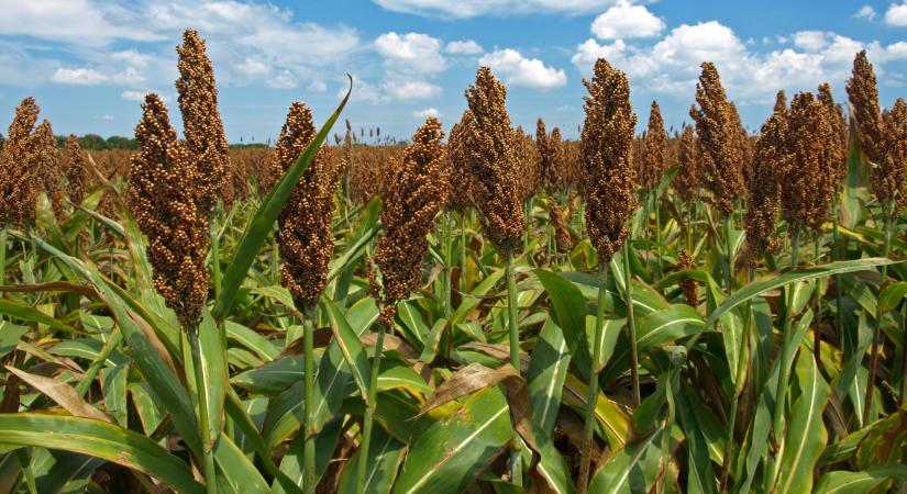 Ez a növény lesz a jövő nyertese Magyarországon? Jól járhat, aki termeszti