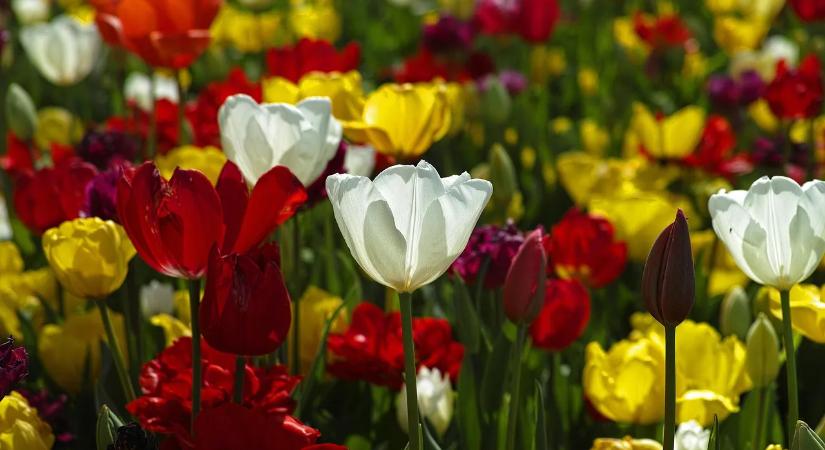 Murok termesztése és gondozása a sikeres kertészkedésért