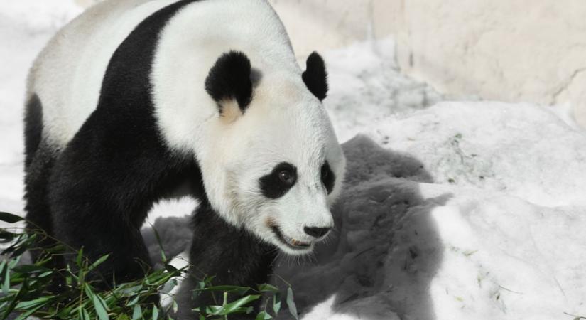 Megtalálod a pandát a hóemberek között? Csak a hiperintelligenseknek megy segítség nélkül: mindenki más elvérzik ezen a fejtörőn