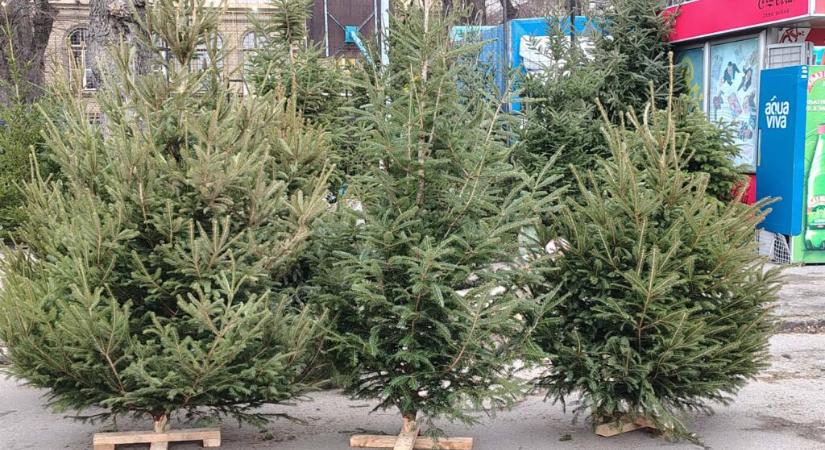 Az utolsó napokban is bőséges a fenyőkínálat
