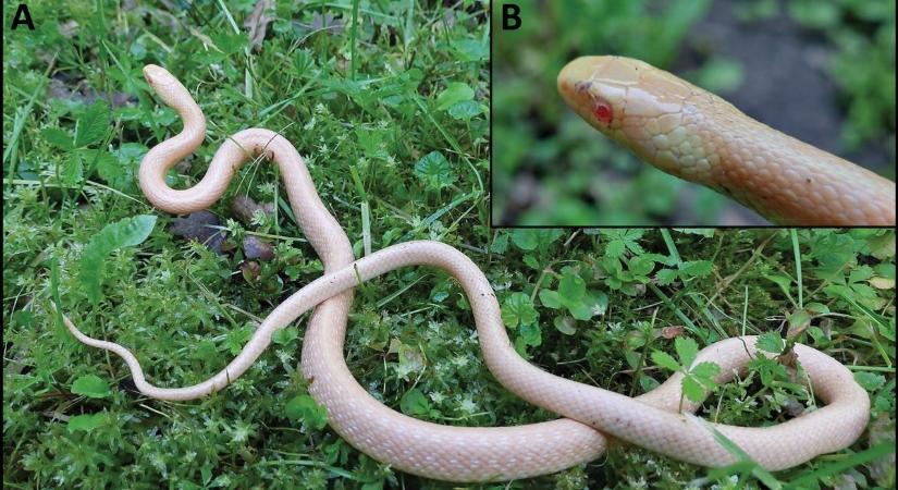 Szenzációs felfedezés: albínó kígyót azonosítottak a tudósok a Balatonnál