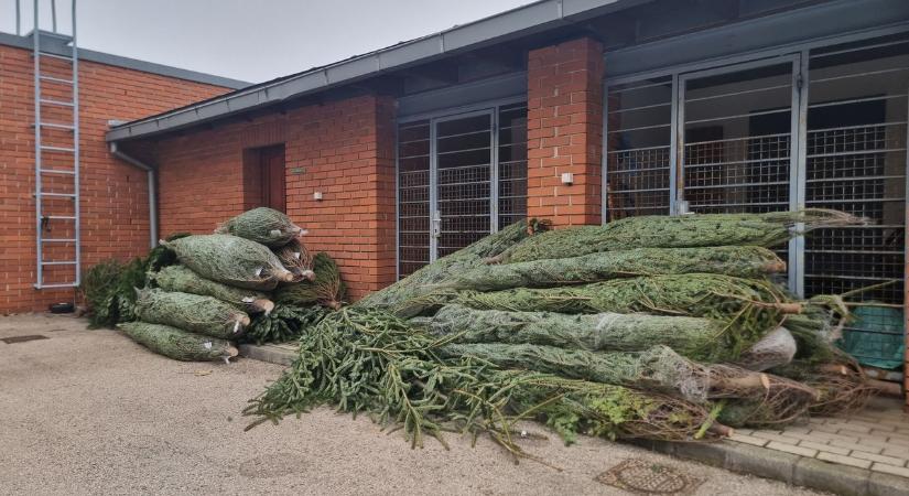 Ez egészen elképesztő – Dunaújvárosban karácsonyfákat loptak
