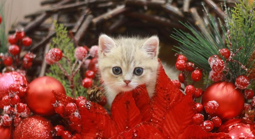 Ovádi Péter: ne legyen élő állat a karácsonyfa alatt!