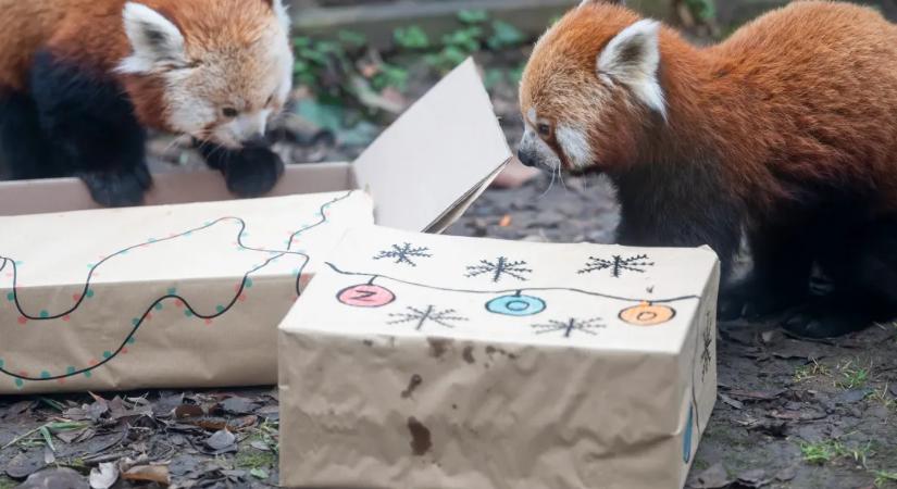 Marhaszívvel díszített karácsonyfa, lisztkukacok és bambuszos brownie karácsonyra