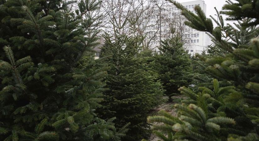 A fenyőfákat kár kivágni, a belvárosba pedig jó lenne ismét ételadománygyűjtő doboz - ezeket írták olvasóink