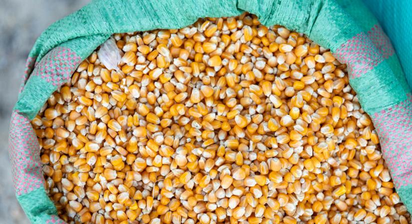 Súlyos dráma van kialakulóban a kelet-magyarországi gabonapiacon