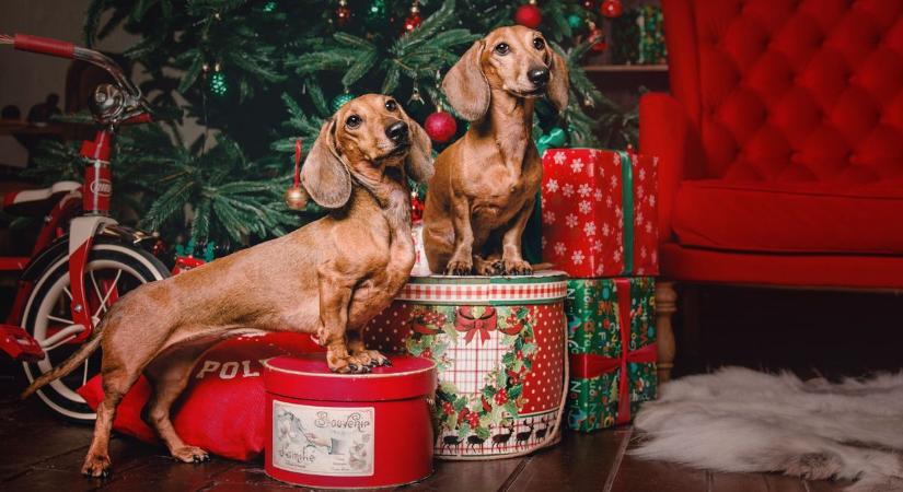 Egy döntés, amit sokan megbánnak januárban – karácsonyi ajándékból így lehet tragédia