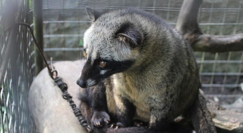 Laborban készülhet a világ legdrágább kávéja