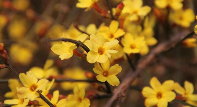 Illatos téli növények – melyik ad még decemberben is aromát?