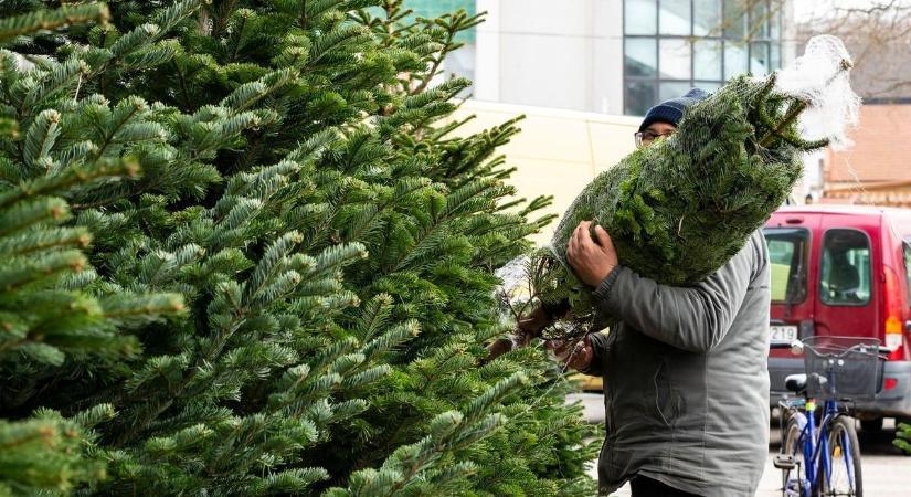 Sopronban is sokan keresik a "last minute" karácsonyfákat