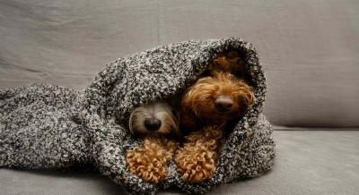 Okos eszközök és mikrochip: így maradnak biztonságban kedvenceink az ünnepek alatt