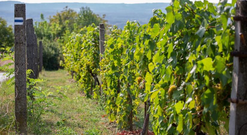 Agrárkamara: idén a tavalyinál 10 százalékkal több újbor készült