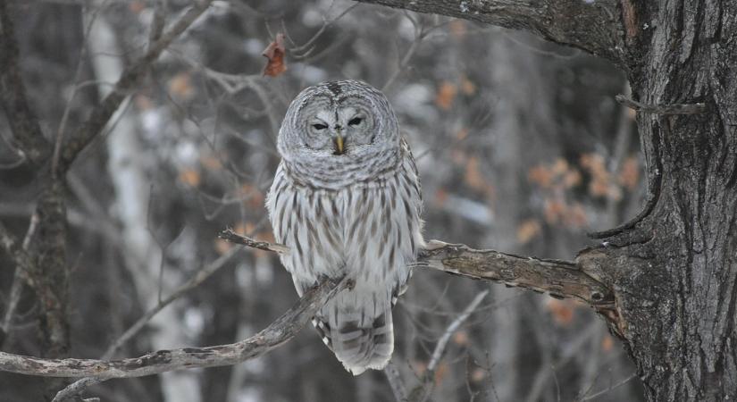 A baglyok téli vadászata – és miért jó ez a kertnek?