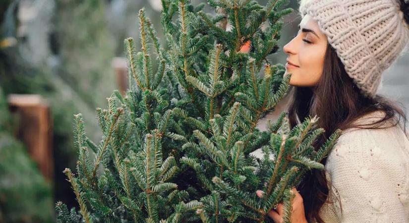 Gondozd a karácsonyfádat: 7 meglepő tényező, ami lassan tönkreteheti