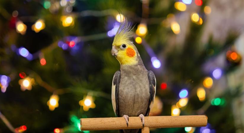 Tényleg annyira jó buli a papagájtartás? Ezt kell tudni, ha karácsonyra akarjuk