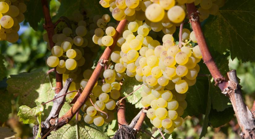 Annyira gyorsan terjed a járvány, hogy krízishelyzet alakult ki itthon