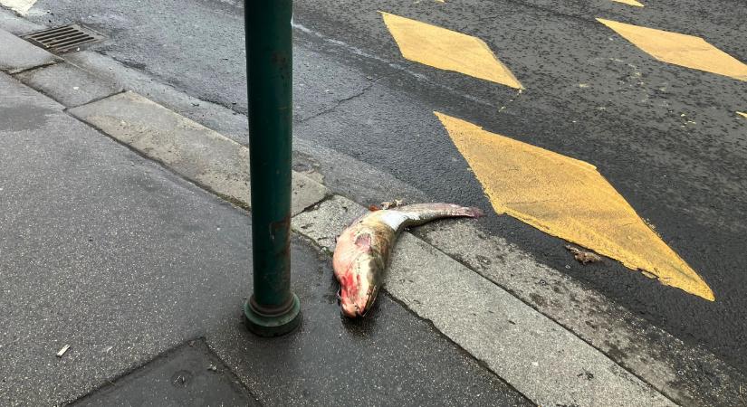 Harcsa az úton már túlvan a dolgon, és nélküle száll az idő