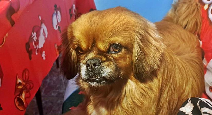 Ő is ott van a fa alatt – mégis sokan megfeledkeznek róla karácsonykor