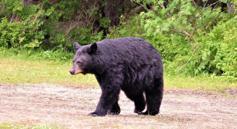 Bajbajutott medvén próbált segíteni a férfi, brutális támadás áldozata lett