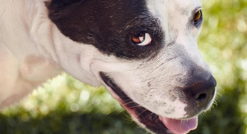 Furcsán köhög a kutyád? Ne várj, ez akár kennelköhögés is lehet!