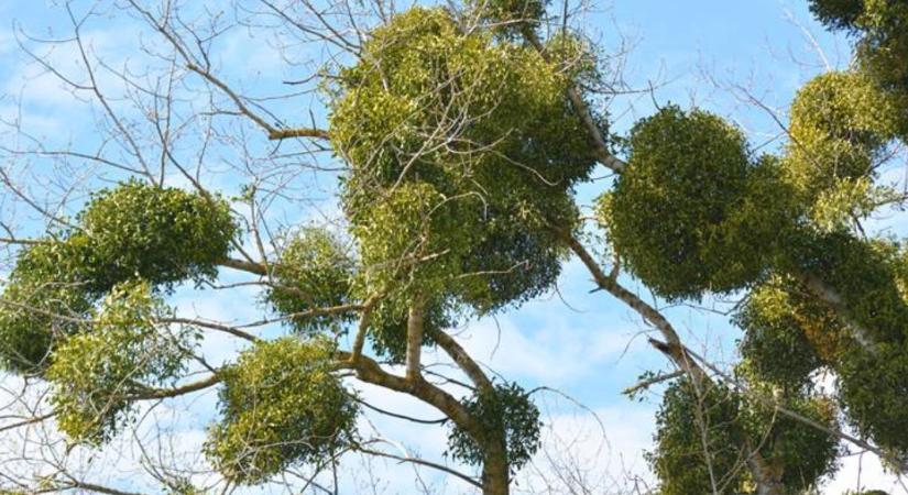 Fagyöngy: meglepő tények a parazita növényről