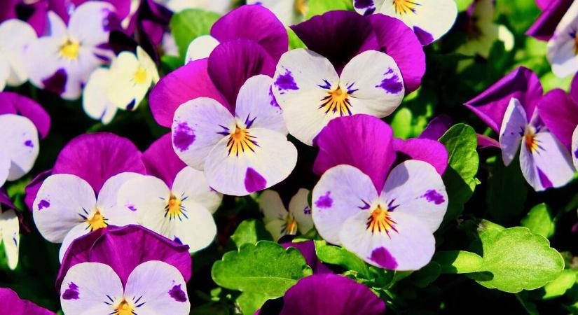 Mennyire hideg időjárást képes az árvácska elviselni?