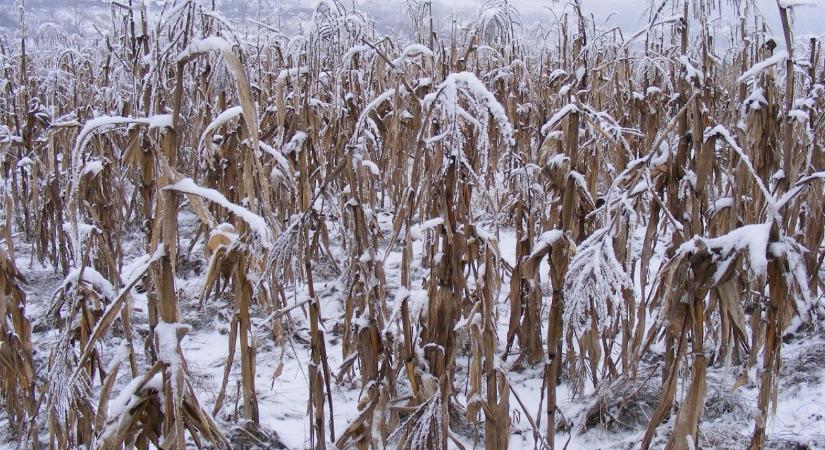 3 napos időjárás-előrejelzés: Idén nemcsak a dísz lesz fehér?