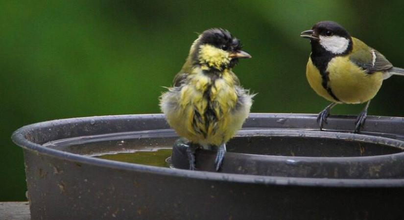 Madáritató használata fagyban – hogyan segítsünk a madaraknak télen?