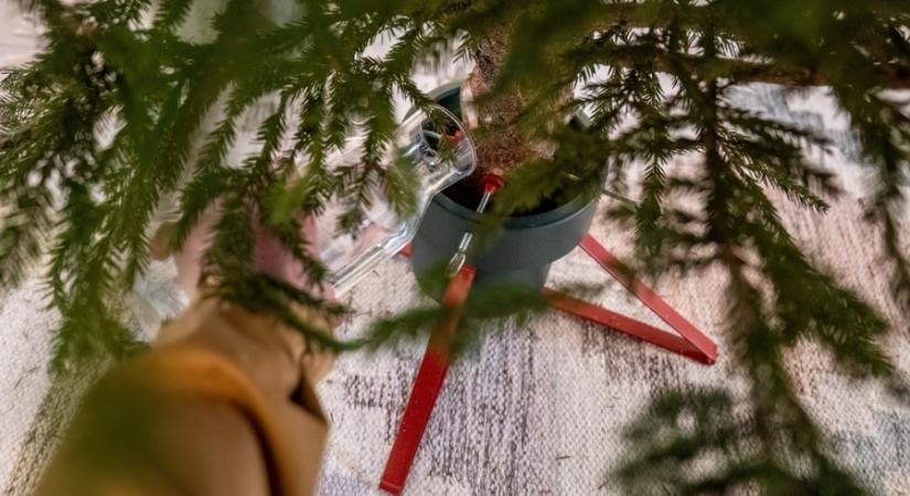 Bosszúság ellen: így faragd be a karácsonyfát a talpába könnyen és gyorsan!